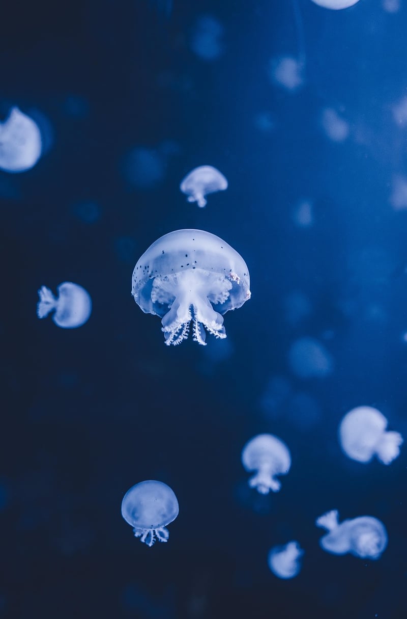 Underwater Encounters