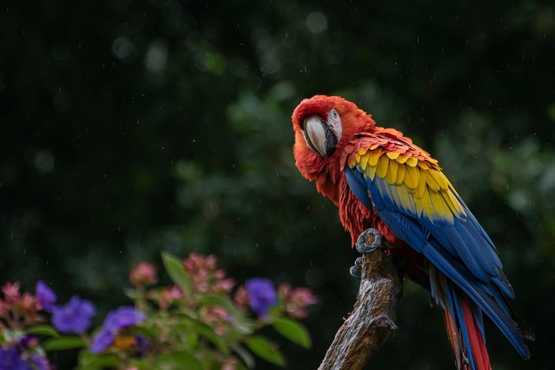 Rainforest Exploration