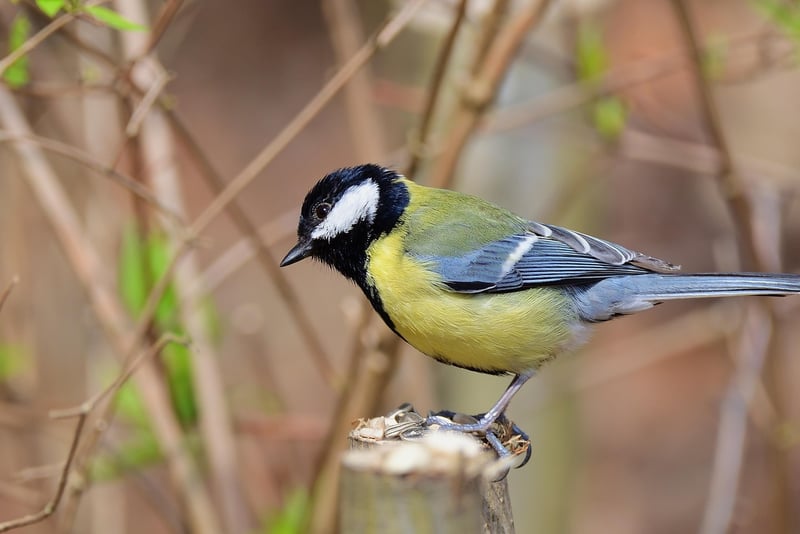 Bird Watching Trips